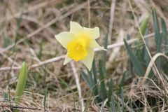 Narzisse, Tulpe und Krokus
