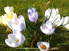 Aster, Krokus und Veilchen