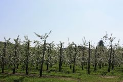 Teil 3 - Wundbehandlung nach dem Schnitt