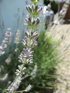 R&uuml;ckschnitt beim Lavendel