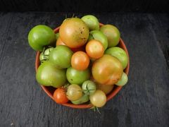 Tomaten noch grün hinter den Ohren?
