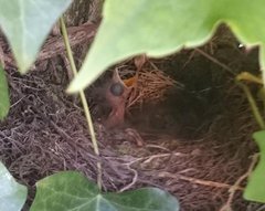 Siedelnde Kleidermotten