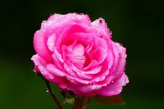 Zeit f&uuml;r die Rosenpflege