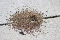 Erfolgreich gegen Ameisen