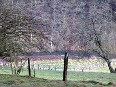 Schnittarbeiten an Gehölzen