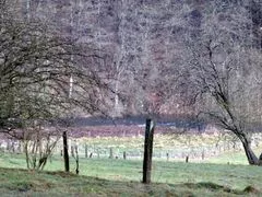 Schnittarbeiten an Gehölzen