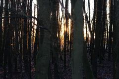 Neuigkeiten vom Pollenflug?