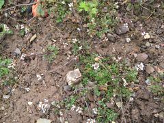 Hirtent&auml;schelkraut