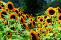 Sonnenblumenernte 2026