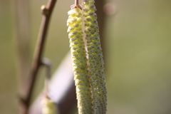 Steigendes Allergiepotential