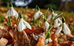 Frühlingserwachen im Herbst