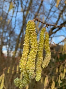 Pollenflug legt los!